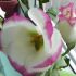 Plante de apartament - Lisianthus